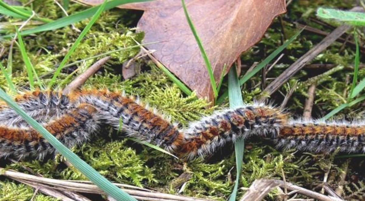 Photo chenilles processionnaires