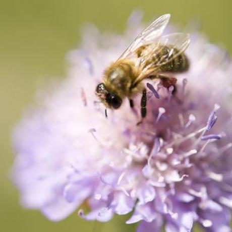 Photo abeille