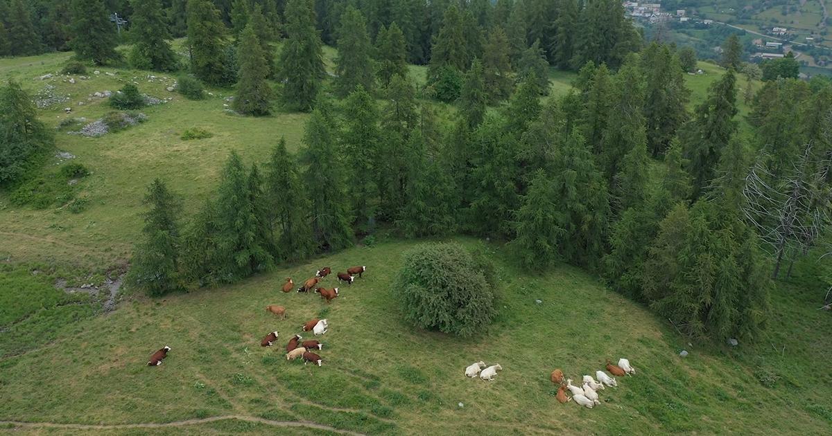 Photo Pastoralisme comcom